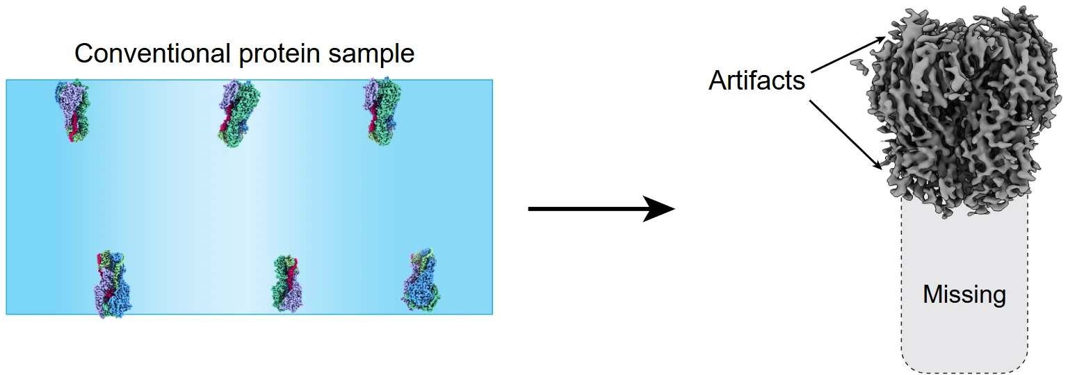 Schematic of preferred particle orientation during conventional preparation, alongside an experimental hemagglutinin reconstruction with missing and spurious density.