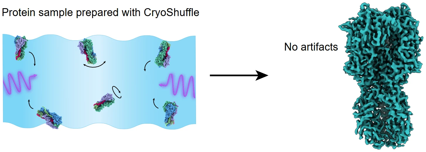 Schematic of particle redistribution by ultrasonic excitation, alongside an experimental hemagglutinin reconstruction with improved angular sampling and reduced orientation-related artifacts.