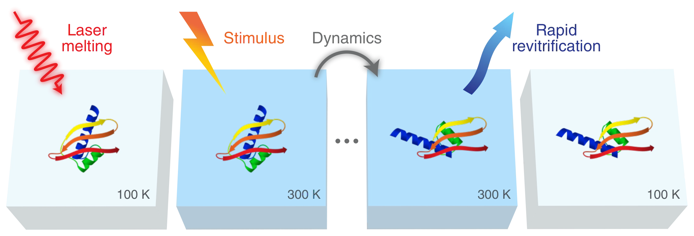 The melt-and-freeze cycle in four steps: a laser pulse melts the vitreous film from 100 K to about 300 K, a stimulus triggers the protein dynamics, the protein changes conformation, and rapid revitrification returns the film to 100 K with the transient structure trapped